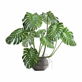Monstera flower